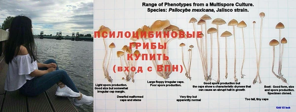 ПСИЛОЦИБИНОВЫЕ ГРИБЫ Абаза